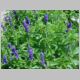 Salvia signum